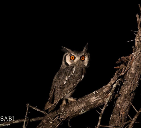 04Kyle Southern White Faced Scoops Owl With Moon Final