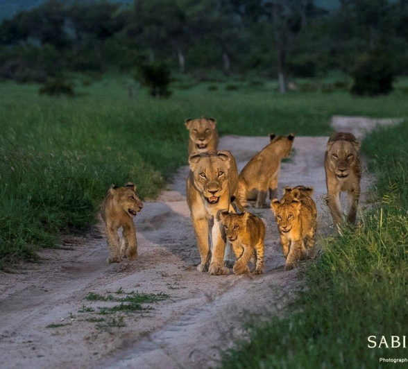 15Kyle 11 Jan 2017 Lions On The Move 9 Final 15Kyle 11 Jan 2017 Lions On The Move 9 Final