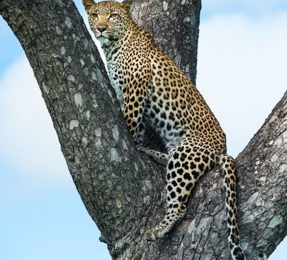 07Terry Ennever Kigelia 14117 Final