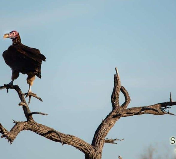 26Kerry Lee Roberg Lappetfaced Final