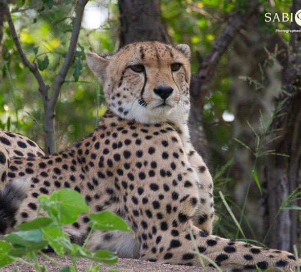 29Louise Murray Cheetah 25022019 2 Final 29Louise Murray Cheetah 25022019 2 Final