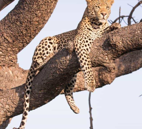 22Frederik Aucamp White Dam Male Leopard 10 03 2019 Final 22Frederik Aucamp White Dam Male Leopard 10 03 2019 Final