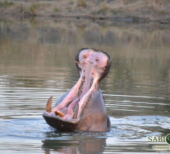 38Ronald Mutero Hippo 28072019 Final 38Ronald Mutero Hippo 28072019 Final