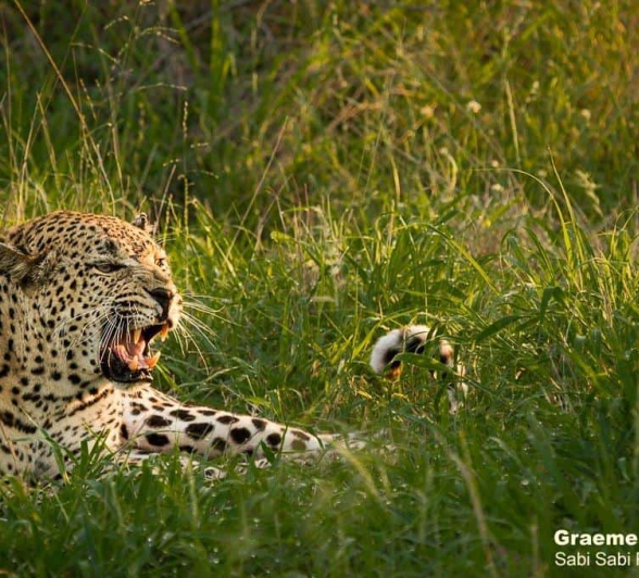 10Greme Stewart Leopard Snarling 20191225 Final 10Greme Stewart Leopard Snarling 20191225 Final