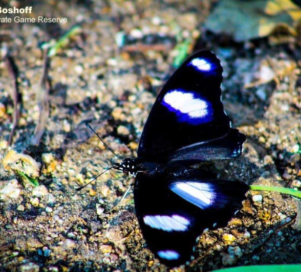 34Rebecca Boshoff Diadem Butterfly 2 Final