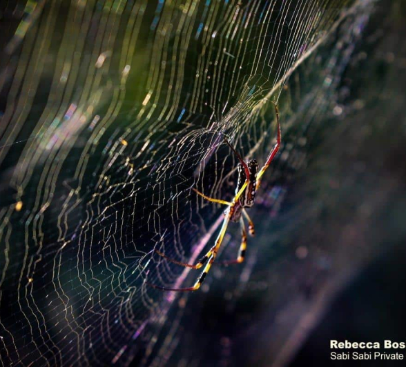 13Rebecca Boshoff 01Juv Banded Legged Nephila 1 Final 13Rebecca Boshoff 01Juv Banded Legged Nephila 1 Final
