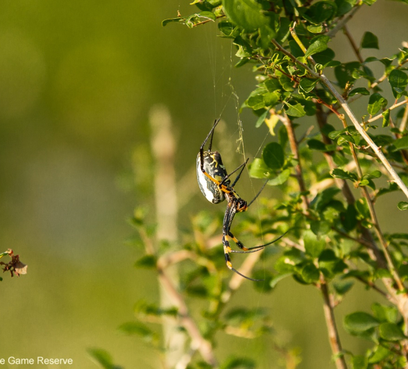 05Amy Leigh Spider Banded Legged Nephila 240321 Final 05Amy Leigh Spider Banded Legged Nephila 240321 Final