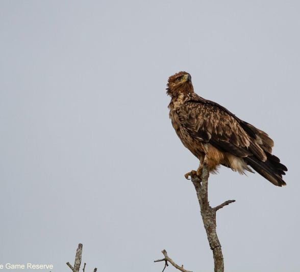 A13Amy Leigh Tawny Eagle 220921  Final A13Amy Leigh Tawny Eagle 220921  Final