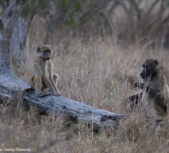 A06Amy Leigh Baboon 2 041121 Final