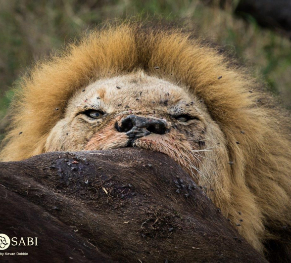 23Kevan Dobbie Matimba Males 1710.3 Final