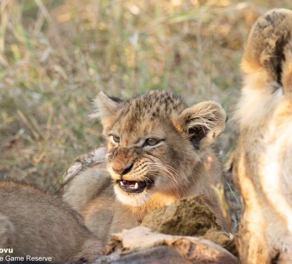 04andries Lions.styx Blog 6 Final