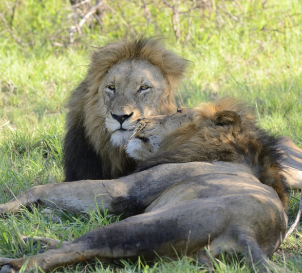 Big Male Lions