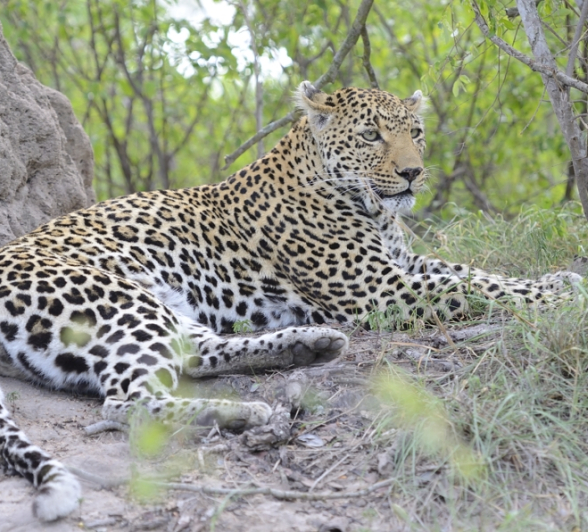Leopard Relaxing Leopard Relaxing