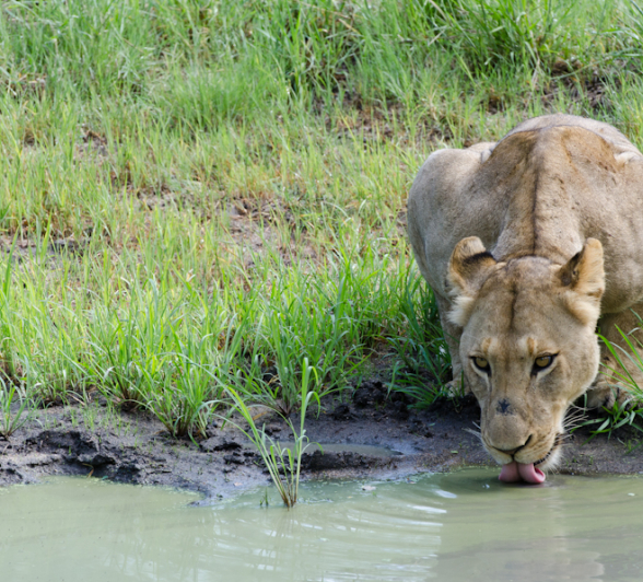 Lion At Water Hole