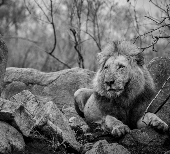 Mike Palmer Sand River Males 1