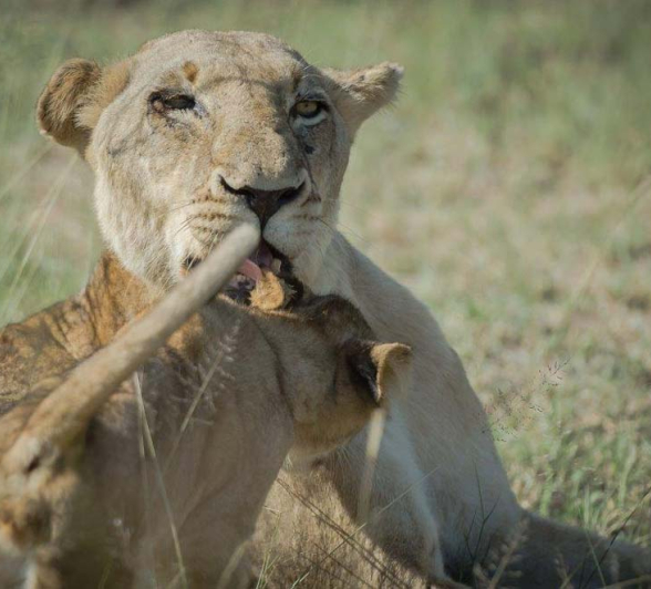 Mike L Southern Pride And Cubs 2 Mike L Southern Pride And Cubs 2