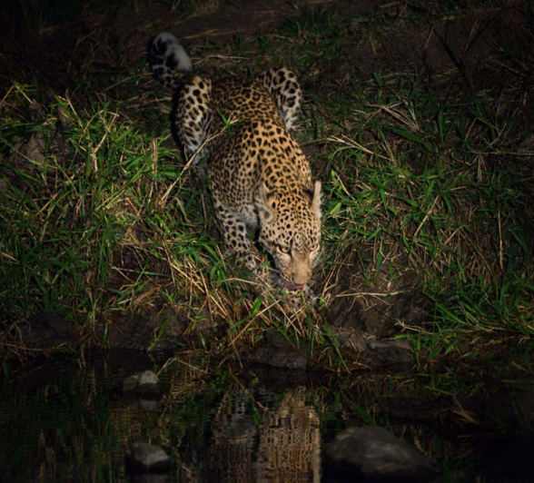 Grant Rodewijk Little Bush Female 1 Grant Rodewijk Little Bush Female 1