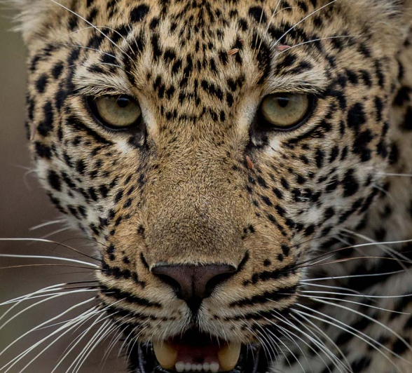 08Pravir Patel Leopard01 110316 08Pravir Patel Leopard01 110316