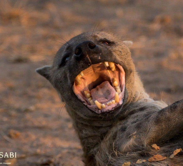 03Sheldon Hooper Hyena 2 Final