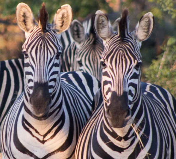 04Frederik Aucamp Zebra 5 Final