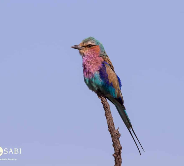 02Frederik Aucamp Lilac Breasted Roller 28 10 2018 Final
