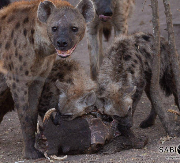 12Louise Murray Hyena 30082019 1 Final