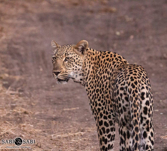 29Louise Murray Msuthlu 28082019 1 Final