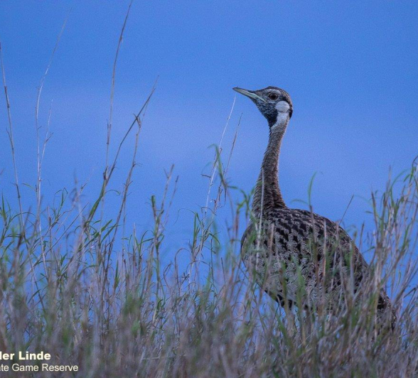34Kevin Van Der Linde Black Bellied Bustard 23112019 Final 34Kevin Van Der Linde Black Bellied Bustard 23112019 Final