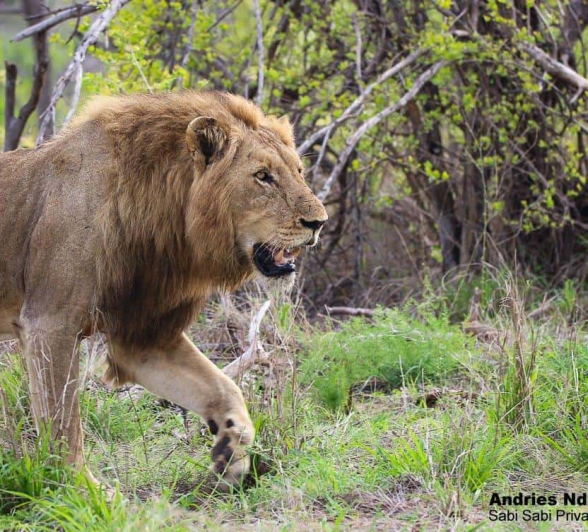 25andries Ndlovu Lions 011219 2 Final 25andries Ndlovu Lions 011219 2 Final