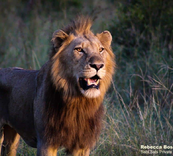 02Rebecca Boshoff Lions Ansd Buffalo 4 1 Of 1 Final 02Rebecca Boshoff Lions Ansd Buffalo 4 1 Of 1 Final