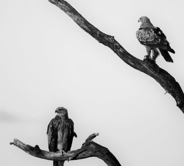 45Stefan Schoeman Tawny Pair 1 Final