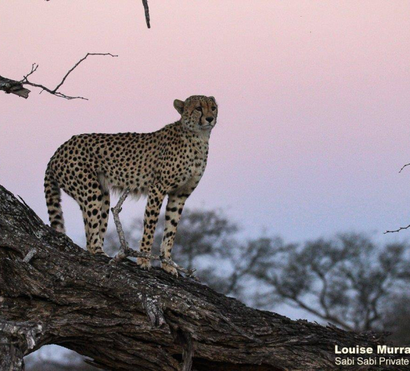 40Louise Murray Cheetah 21072020 7 Final 40Louise Murray Cheetah 21072020 7 Final