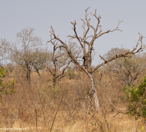 02Amy Leigh Dead Tree Landscape 2 Final 02Amy Leigh Dead Tree Landscape 2 Final