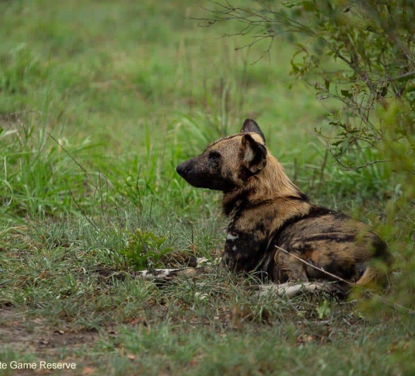13Amy Leigh Wild Dog 1 011120 Final