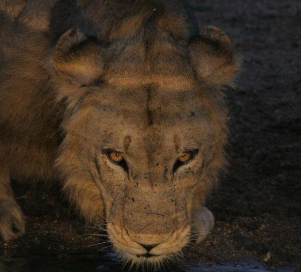 17Erin Herbst Plains Male Lions 3 250321 Final 17Erin Herbst Plains Male Lions 3 250321 Final