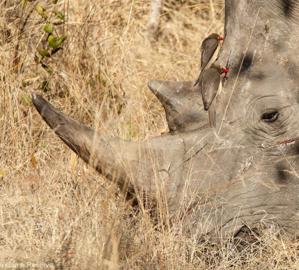 B07Amy Leigh White Rhino With Red Billed Oxpecker 2 130921 Final B07Amy Leigh White Rhino With Red Billed Oxpecker 2 130921 Final