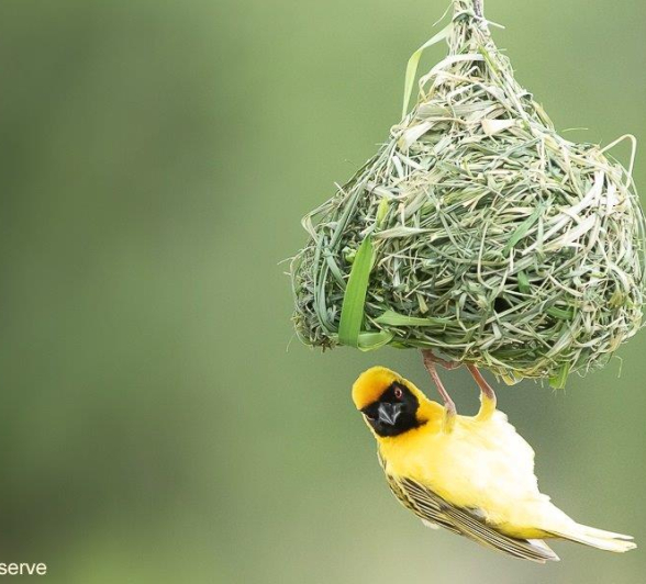 A16Tyron Van Der Walt Masked Weaver 141121 2 Final