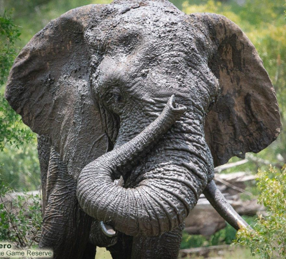 A26ronald Mutero Elephant 19012022 Final A26ronald Mutero Elephant 19012022 Final