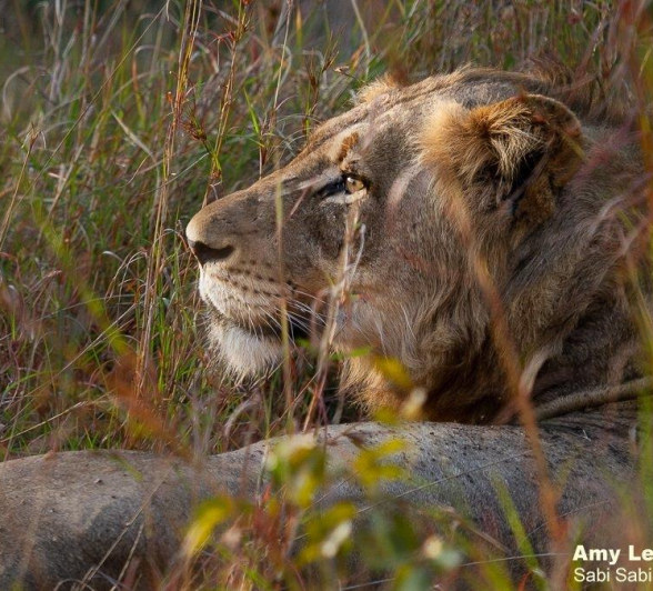 A23Amy Leigh Lion Talamati 1 220622 Final A23Amy Leigh Lion Talamati 1 220622 Final