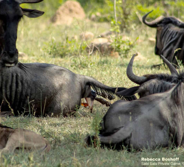 05Rebecca Boshoff Wildebeest Birth 5 10.12.2020 Final 05Rebecca Boshoff Wildebeest Birth 5 10.12.2020 Final