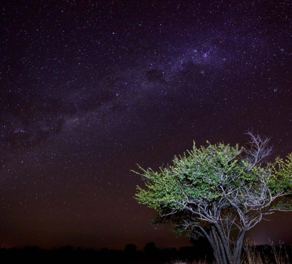 Mike Palmer Star Tree 2 Mike Palmer Star Tree 2