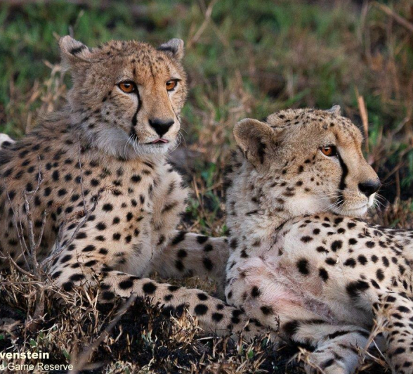 A19Daniel Greyvenstein Cheetah And Cub 031022 3 Final A19Daniel Greyvenstein Cheetah And Cub 031022 3 Final