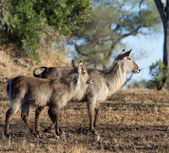Waterbuck And Calf Waterbuck And Calf