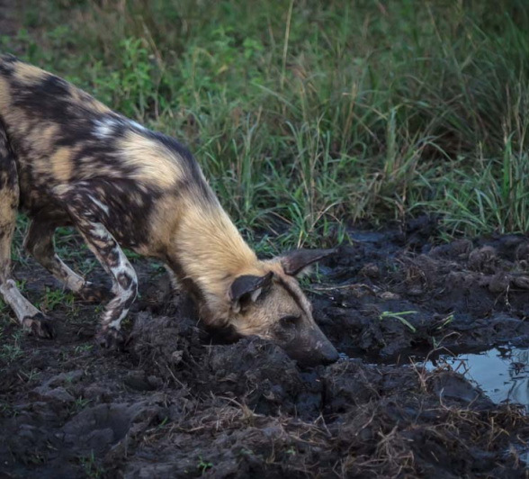 Mike L Wild Dog 2 Mike L Wild Dog 2