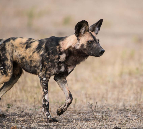 04Terry Ennever Wild Dog01 04Terry Ennever Wild Dog01