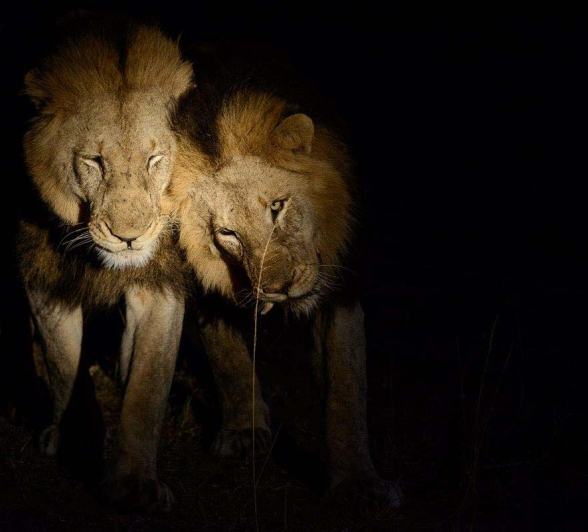 06Mike Palmer Lions 010816 3 06Mike Palmer Lions 010816 3