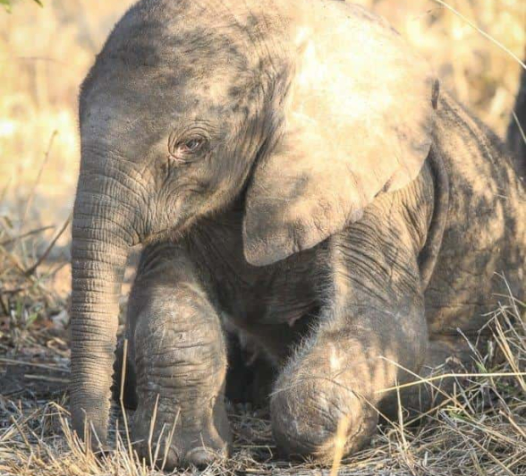 06Ally Ross 20181107 New Elephant 01 Final 06Ally Ross 20181107 New Elephant 01 Final