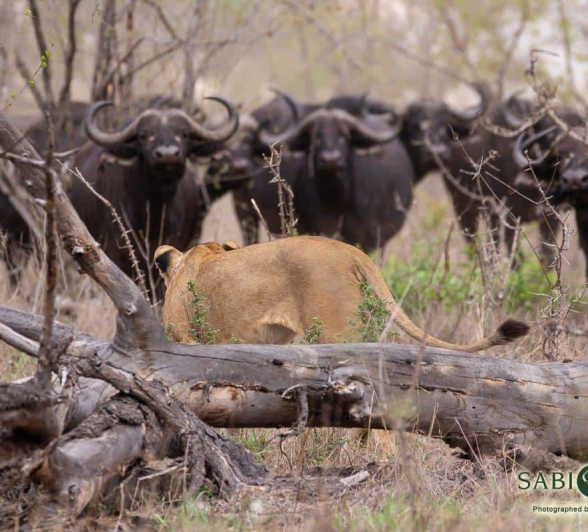 16Frederik Aucamp SP Lions And Buffalo 21 11 2018 Final