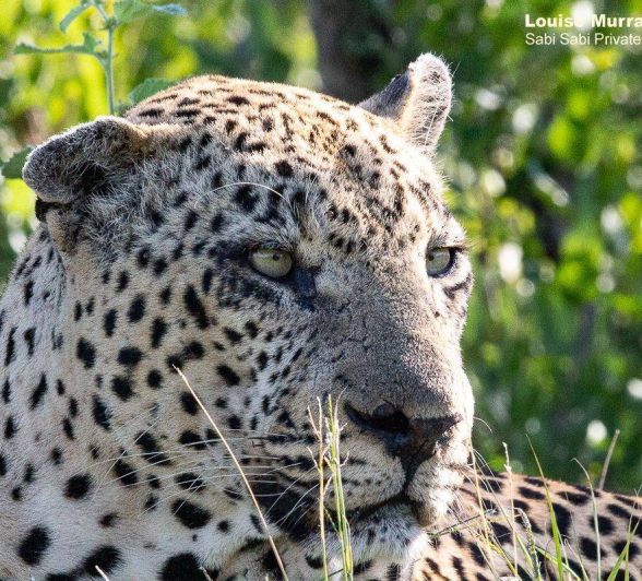 20Louise Murray Xovo 14022020 1 Final 20Louise Murray Xovo 14022020 1 Final