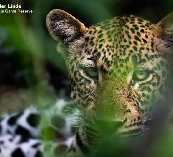 32Kevin Van Der Linde Msuthlu 17022020 Final 32Kevin Van Der Linde Msuthlu 17022020 Final